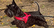 Waldo is registered to the contest to win money with this photo: alert, animal, beard, black_dog, canine, dog, ears, fur, ground, leash, leaves, nature, outdoor, pet, red_harness, scottish_terrier, side_view, small_dog, sunlight, walking