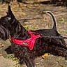 alert, animal, beard, black_dog, canine, dog, ears, fur, ground, leash, leaves, nature, outdoor, pet, red_harness, scottish_terrier, side_view, small_dog, sunlight, walking