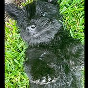 Waldo joined the competition — help win amazing prizes! adorable, animal, black_dog, closeup, cute, dog, ears, eyes, fluffy, fur, grass, lying_down, nature, nose, outdoor, paw, pet, playful, puppy, young