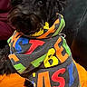 Waldo is registered to the contest to win money with this photo: animal, beard, black_dog, blanket, colorful_clothing, companion, cozy, cute, dog, ears, eyes, fabric, fur, hoodie, indoor, looking_at_camera, pet, portrait, sitting, text_on_clothing
