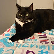 Lexi is registered to the contest to win money with this photo: animal, bedspread, black_cat, cat, colorful, crossed_paws, cute, domestic_cat, ears, feline, fur, indoor, letters, looking_away, paws, pet, resting, symbols, tuxedo_cat, whiskers