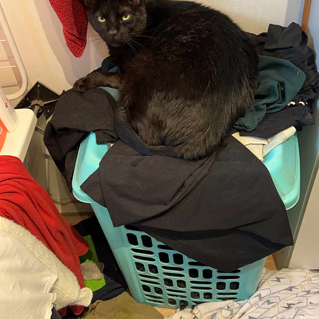 Razmoket a rejoint le concours — aidez-le/la à gagner de superbes lots ! adult, animal, back, baggage, basket, bed, bedroom, blackcat, blanket, bodypart, cat, female, furniture, homedecor, indoors, laundry, linen, person, pet, woman