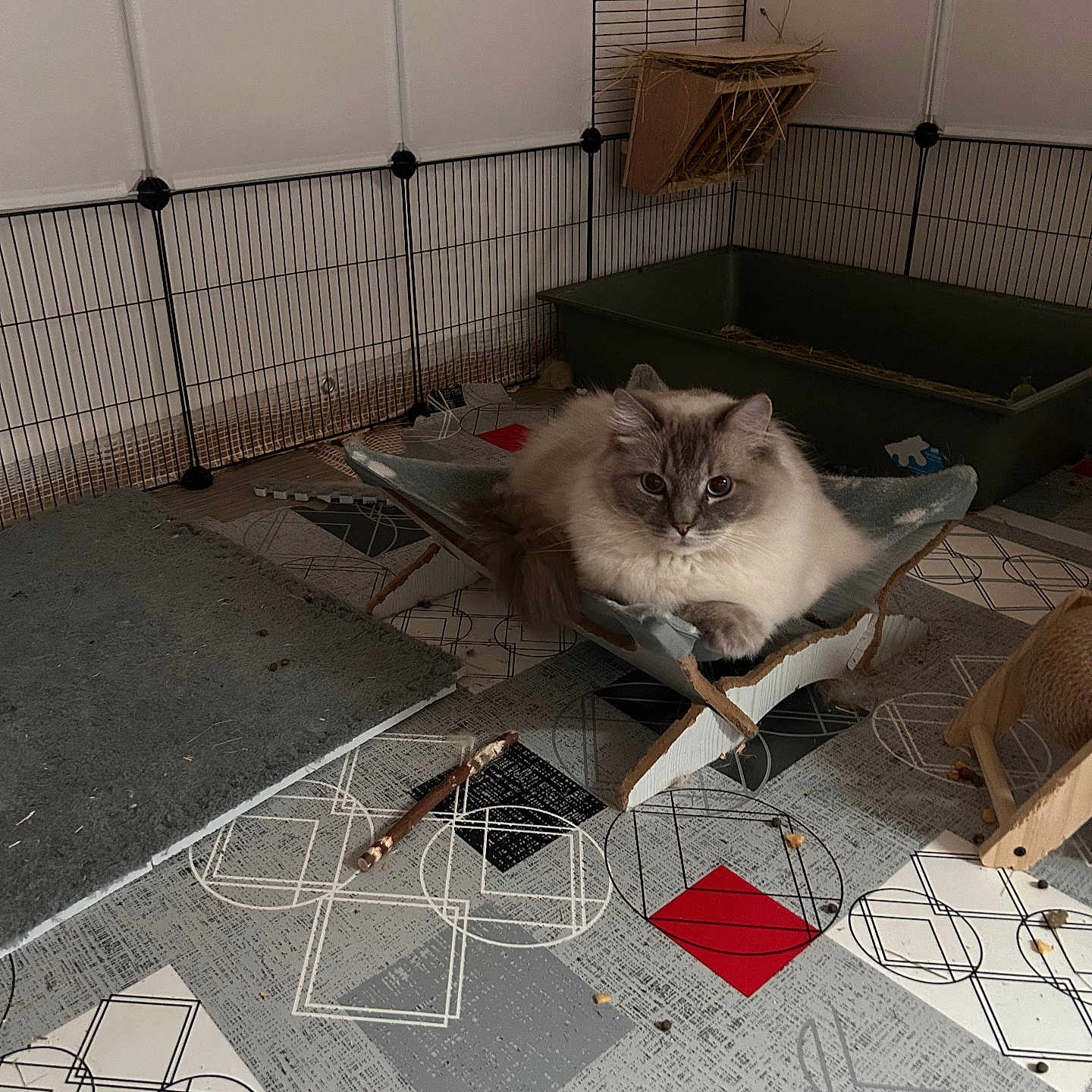 Roquefort participe au concours pour gagner de l'argent avec cette photo : animal, architecture, box, building, cat, den, doghouse, furniture, homedecor, indoors, interiordesign, kitten, livingroom, outdoors, pet, plywood, room, shelter, siamese, wood