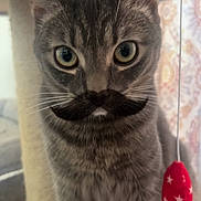 Bambi joined the competition — help win amazing prizes! animal, cat, closeup, curious, domestic, ears, eyes, feline, gray, indoor, mustache, mustache_overlay, pet, playful, scratching_post, sitting, striped, tabby, toy, whiskers