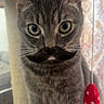 animal, cat, closeup, curious, domestic, ears, eyes, feline, gray, indoor, mustache, mustache_overlay, pet, playful, scratching_post, sitting, striped, tabby, toy, whiskers