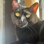 Neko is registered to the contest to win money with this photo: alert, animal, black_cat, cat, close_up, cozy, cute, domestic_cat, ears, feline, fur, indoor, pet, portrait, relaxed, scratching_post, sunlight, whiskers, window_light, yellow_eyes