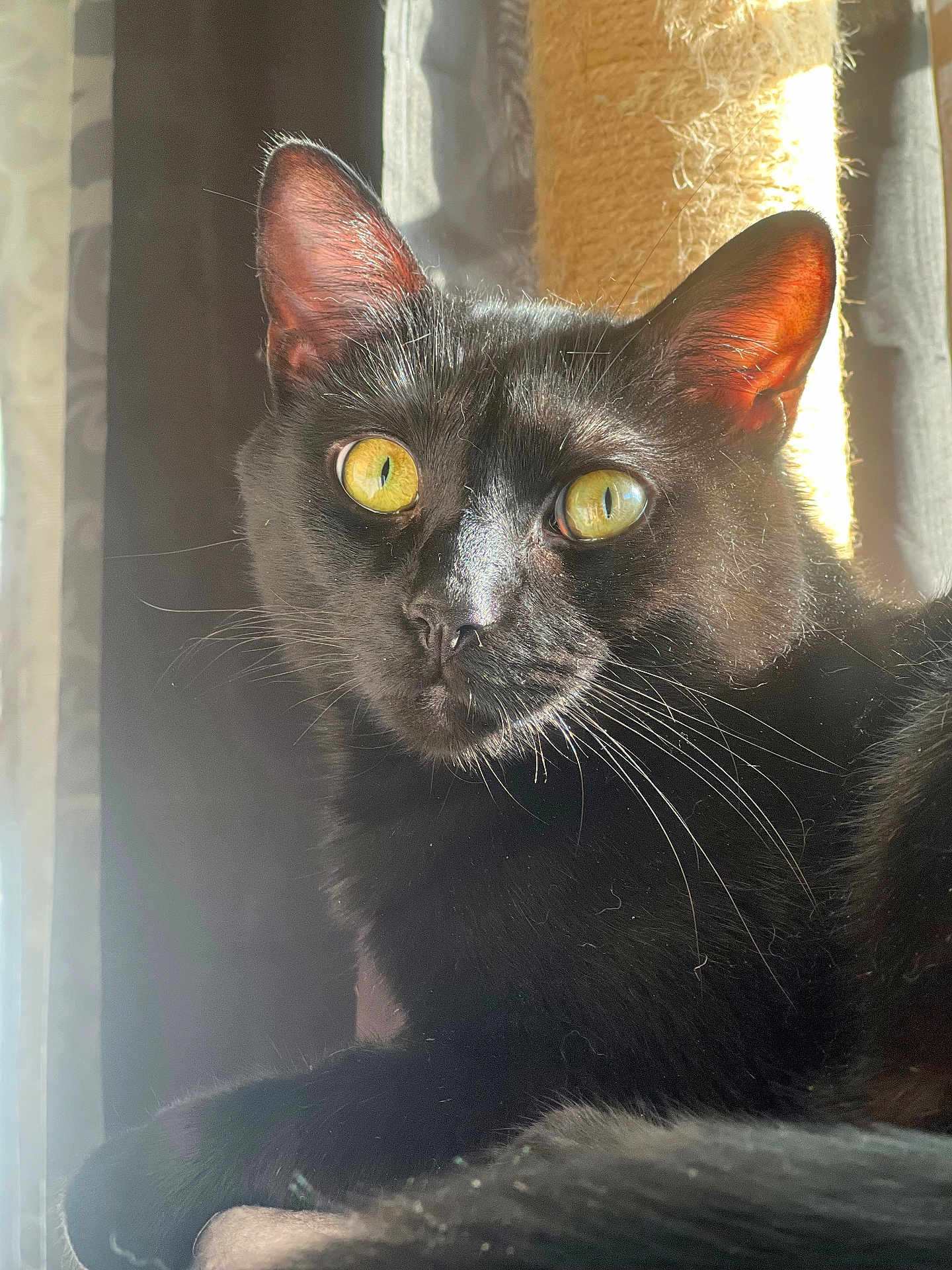 Neko