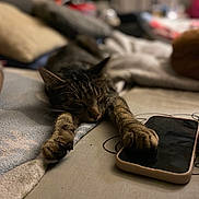 Noopy a rejoint le concours — aidez-le/la à gagner de superbes lots ! animal, bed, boy, cat, child, couch, cushion, electronics, furniture, head, homedecor, iphone, kitten, male, mobilephone, person, pet, phone, photography, sleeping