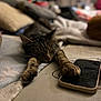 animal, bed, boy, cat, child, couch, cushion, electronics, furniture, head, homedecor, iphone, kitten, male, mobilephone, person, pet, phone, photography, sleeping