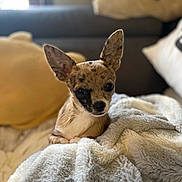 Smith participe au concours pour gagner de l'argent avec cette photo : animal, blanket, brown, closeup, couch, cozy, cushion, cute, dog, ears, fur, home, indoor, pet, relaxing, resting, small_dog, soft_texture, white, window