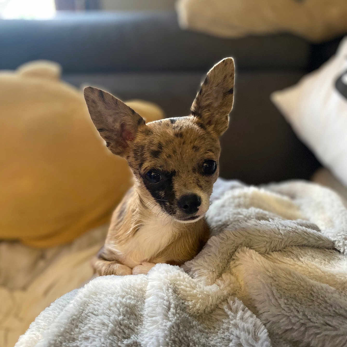 Smith participe au concours pour gagner de l'argent avec cette photo : animal, blanket, brown, closeup, couch, cozy, cushion, cute, dog, ears, fur, home, indoor, pet, relaxing, resting, small_dog, soft_texture, white, window