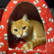 Pikatchu a rejoint le concours — aidez-le/la à gagner de superbes lots ! abyssinian, accessories, animal, bag, canine, cat, den, dog, dogbed, doghouse, handbag, indoors, kennel, kitten, manx, pet, siamese, tent