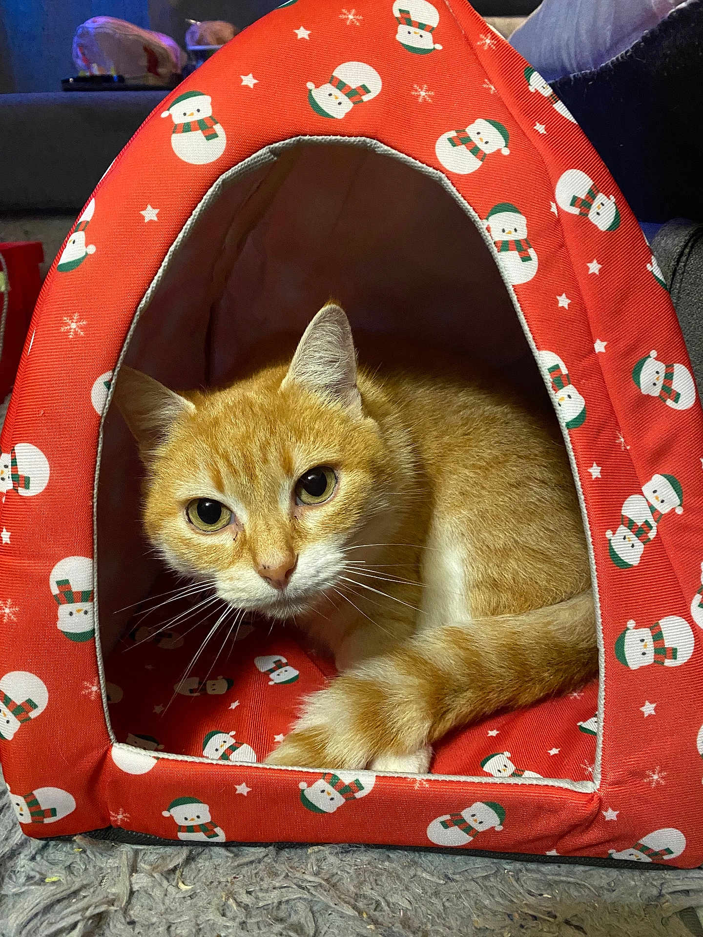 Pikatchu a rejoint le concours — aidez-le/la à gagner de superbes lots ! abyssinian, accessories, animal, bag, canine, cat, den, dog, dogbed, doghouse, handbag, indoors, kennel, kitten, manx, pet, siamese, tent