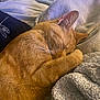 abyssinian, animal, bed, bedroom, blanket, cat, couch, cushion, furniture, homedecor, indoors, kitten, linen, manx, person, pet, quilt, room, sleeping, towel