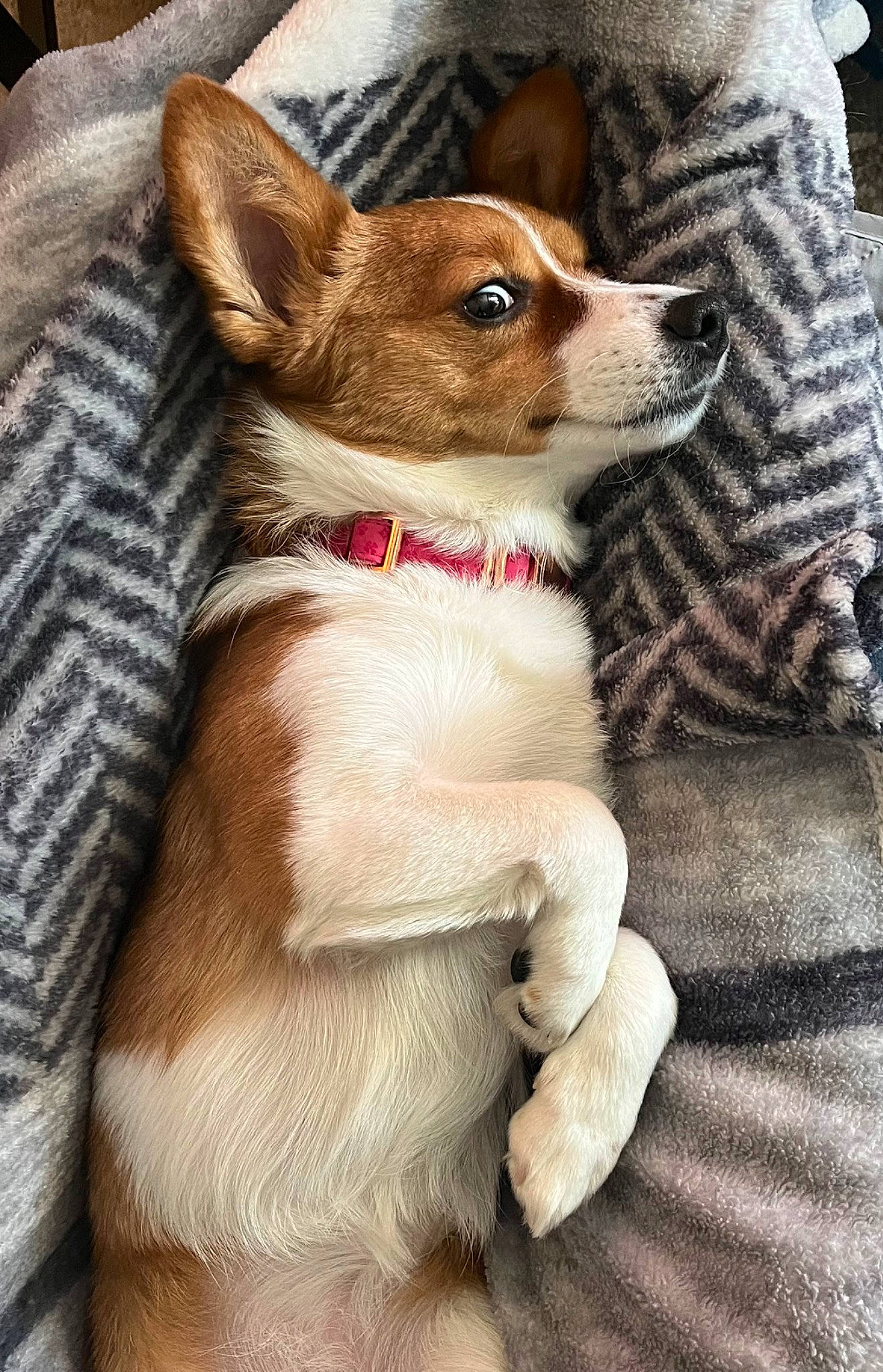 Olive joined the competition — help win amazing prizes! canidae, carnivore, chihuahua, comfort, companion_dog, corgi_chihuahua, dog, dog_breed, dog_sports, dog_supply, ear, fawn, fur, liver, snout, sporting_group, terrestrial_animal, toy_dog, whiskers, working_animal
