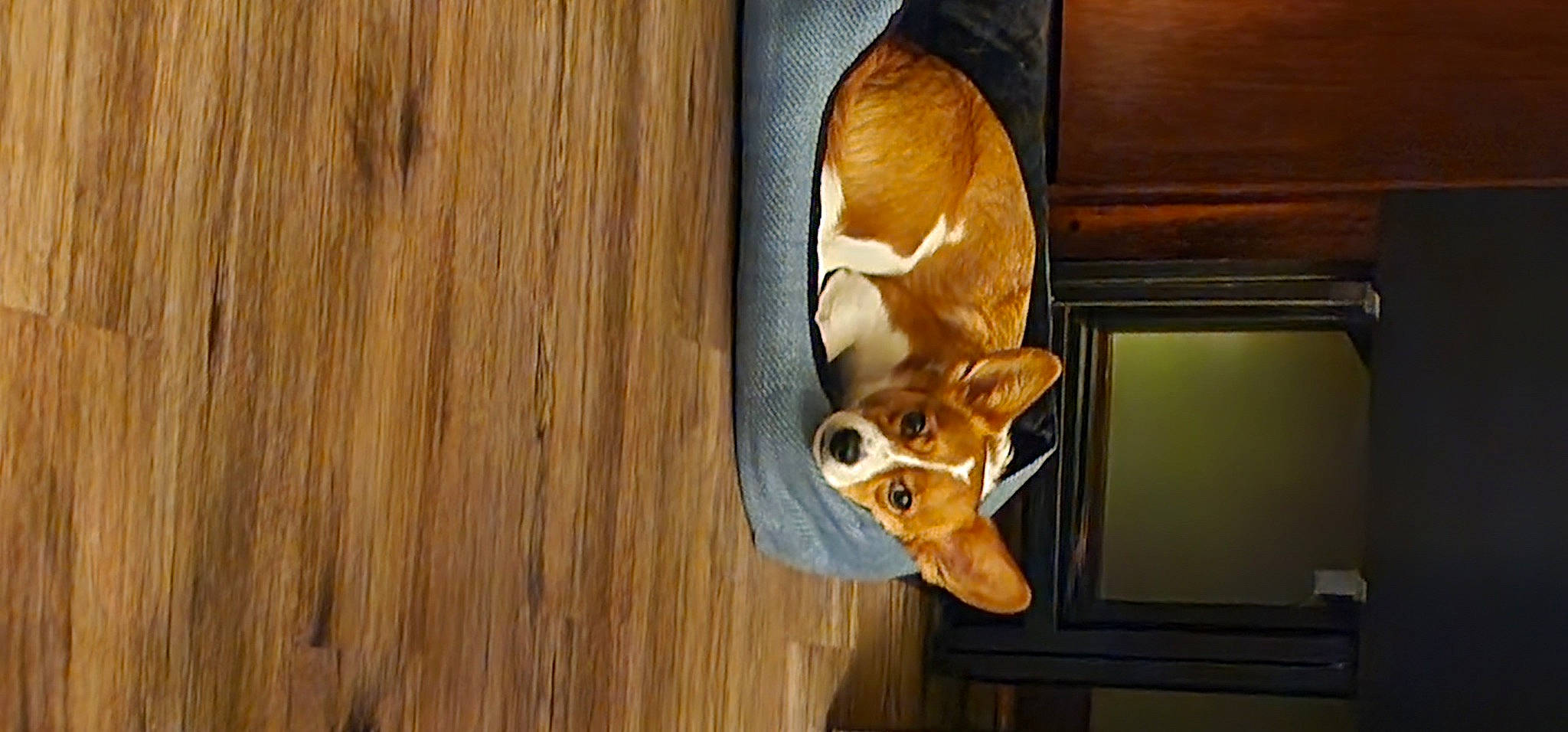 Olive joined the competition — help win amazing prizes! brown, canidae, carnivore, companion_dog, dog, dog_breed, ear, fawn, fur, hardwood, snout, sporting_group, tail, terrestrial_animal, whiskers, wildlife, window, wood, wood_stain, working_animal