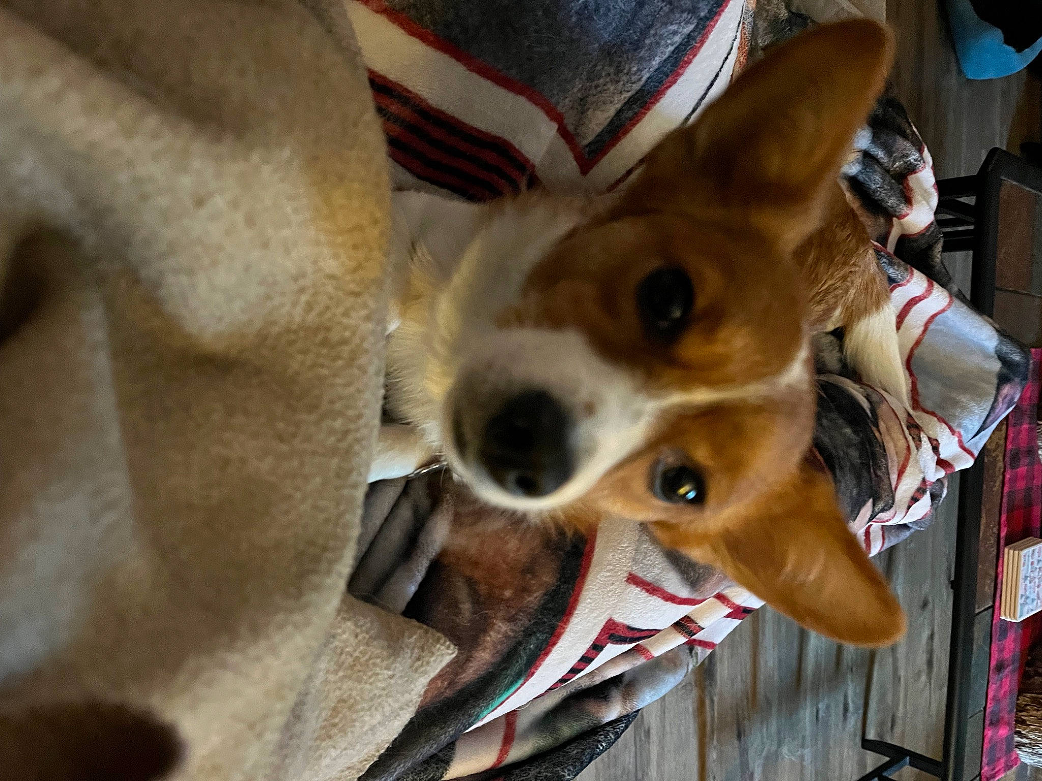 Olive joined the competition — help win amazing prizes! canidae, carnivore, companion_dog, corgi_chihuahua, dog, dog_breed, dog_supply, ear, fawn, fur, non_sporting_group, russkiy_toy, snout, sporting_group, toy_dog, whiskers, working_animal