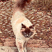 Sunset participe au concours pour gagner de l'argent avec cette photo : cat, blue_eyes, fluffy, walking, stone_path, outdoor, nature, autumn_leaves, tail_up, animal, mammal, fur, whiskers, ears, focused, daylight, plant, ground, close_up, portrait