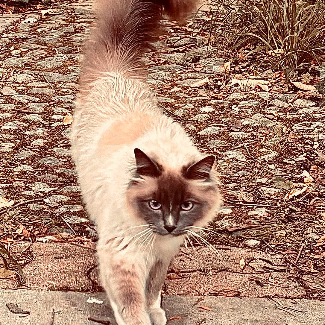 Sunset participe au concours pour gagner de l'argent avec cette photo : animal, autumn_leaves, blue_eyes, cat, close_up, daylight, ears, fluffy, focused, fur, ground, mammal, nature, outdoor, plant, portrait, stone_path, tail_up, walking, whiskers