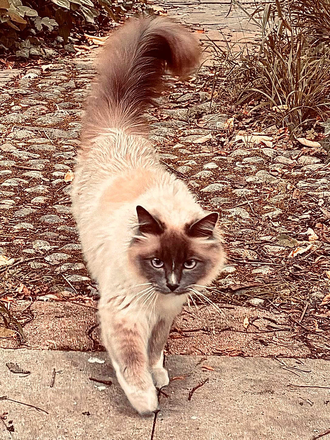 Sunset participe au concours pour gagner de l'argent avec cette photo : cat, blue_eyes, fluffy, walking, stone_path, outdoor, nature, autumn_leaves, tail_up, animal, mammal, fur, whiskers, ears, focused, daylight, plant, ground, close_up, portrait