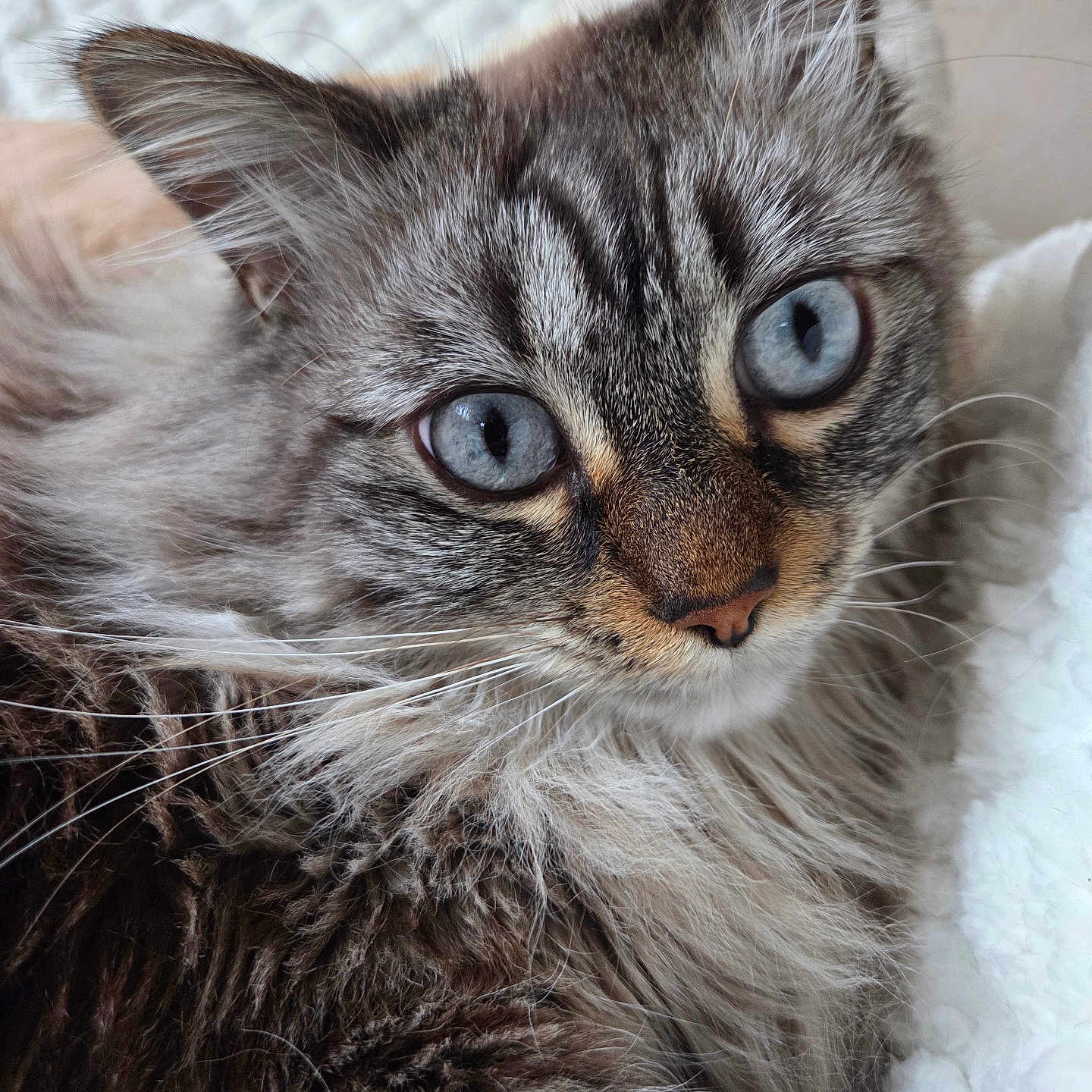 Nala participe au concours pour gagner de l'argent avec cette photo : animal, blue_eyes, cat, close_up, cozy, curious, cute, face, feline, fluffy_fur, indoor, mammal, nose, pet, portrait, relaxed, sleeping_area, soft_texture, whiskers, white_blanket