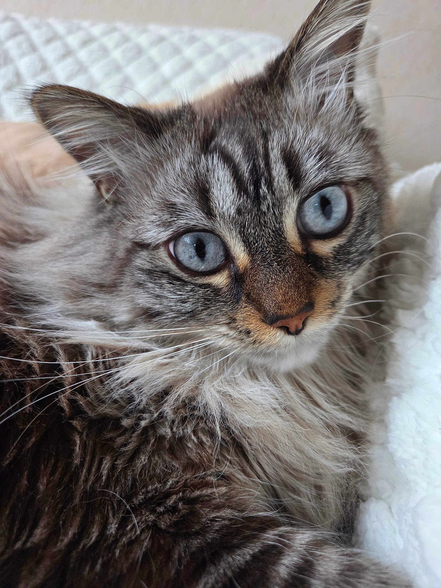 Nala participe au concours pour gagner de l'argent avec cette photo : cat, blue_eyes, fluffy_fur, close_up, portrait, pet, animal, feline, whiskers, soft_texture, relaxed, indoor, cozy, cute, mammal, sleeping_area, white_blanket, curious, face, nose