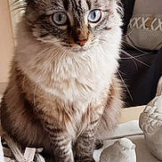 Nala participe au concours pour gagner de l'argent avec cette photo : cat, fluffy, blue_eyes, indoor, table, decor, stone_bird, wooden_sticks, furniture, pet, animal, domestic, cute, sitting, closeup, feline, whiskers, fur, home, cozy