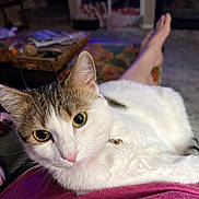 Phoebe is registered to the contest to win money with this photo: cat, pet, animal, indoor, living_room, person, lap, yellow_eyes, white_fur, brown_fur, relaxed, furniture, rug, basket, magazines, television, foot, pink_shirt, cozy, home