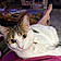 Phoebe