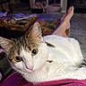 cat, pet, animal, indoor, living_room, person, lap, yellow_eyes, white_fur, brown_fur, relaxed, furniture, rug, basket, magazines, television, foot, pink_shirt, cozy, home