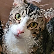 Boots joined the competition — help win amazing prizes! alert, animal, bedding, cat, close_up, curious, feline, fur, green_eye, indoor, pet, pink_nose, pointed_ears, portrait, soft_background, striped_fur, tabby_cat, whiskers, white_chest, yellow_eye