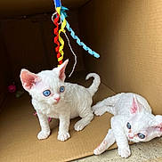 Apollo is registered to the contest to win money with this photo: kitten, cat, white_cat, blue_eyes, cardboard_box, toy, ribbons, playful, curly_ribbon, pet, animal, cute, fur, whiskers, indoor, young, small, curious, relaxed, floor