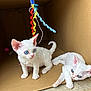 kitten, cat, white_cat, blue_eyes, cardboard_box, toy, ribbons, playful, curly_ribbon, pet, animal, cute, fur, whiskers, indoor, young, small, curious, relaxed, floor