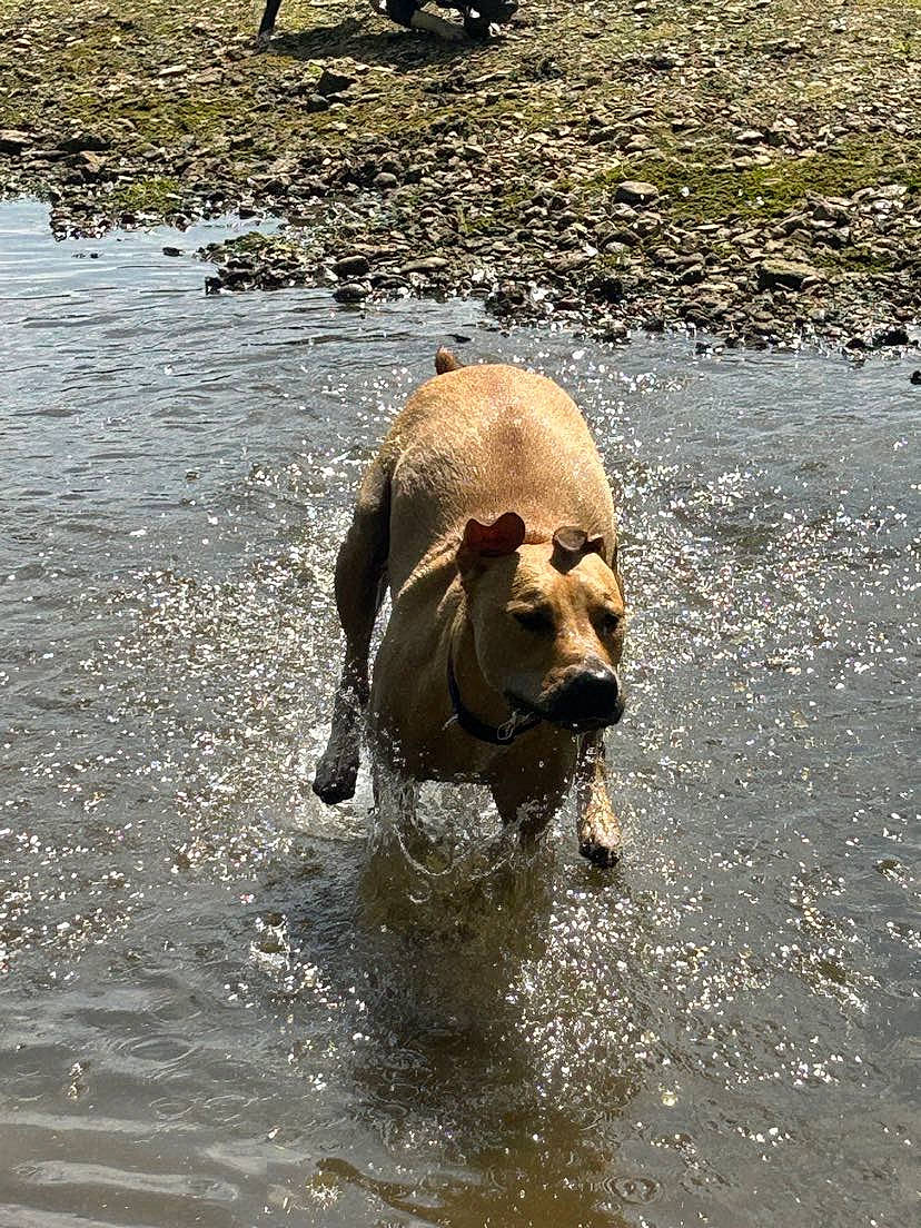 Ikky a rejoint le concours — aidez-le/la à gagner de superbes lots ! canidae, companion_dog, dog, dog_breed, fawn, guard_dog, gun_dog, lake, liver, reflection, snout, soil, sporting_group, tail, terrestrial_animal, vertebrate, water, wildlife, working_animal, working_dog