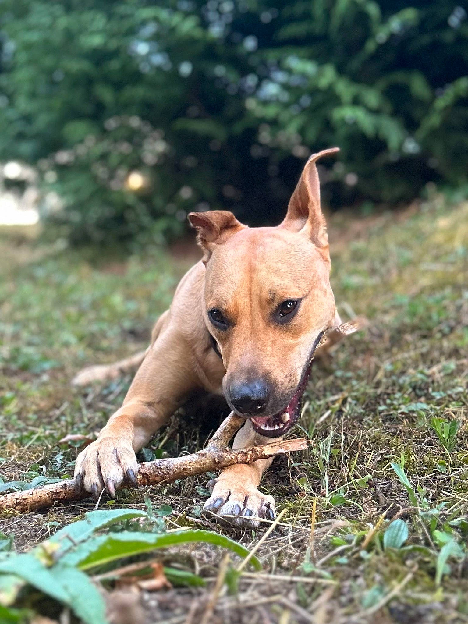 Ikky participe au concours pour gagner de l'argent avec cette photo : ancient_dog_breeds, australian_cattle_dog, canidae, carnivore, collar, companion_dog, dog, dog_breed, fawn, grass, plant, snout, sporting_group, terrestrial_animal, terrier, tree, whiskers, wildlife, working_animal, working_dog
