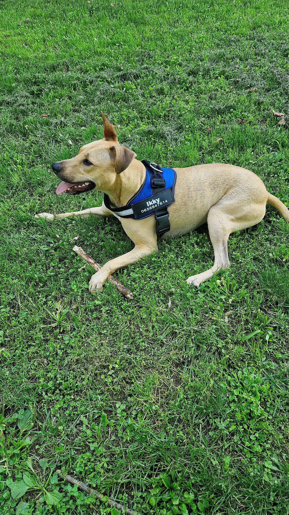 Ikky participe au concours pour gagner de l'argent avec cette photo : canidae, carnivore, collar, companion_dog, dog, dog_breed, dog_clothes, dog_collar, dog_supply, electric_blue, fawn, grass, non_sporting_group, pet_supply, plant, recreation, sporting_group, tail, working_animal, working_dog