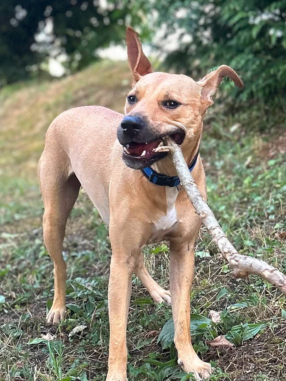 Ikky participe au concours pour gagner de l'argent avec cette photo : adventure, canidae, carnivore, collar, companion_dog, dog, dog_breed, dog_collar, dog_supply, fawn, gun_dog, hunting_dog, liver, non_sporting_group, plant, snout, sporting_group, tail, working_animal, working_dog