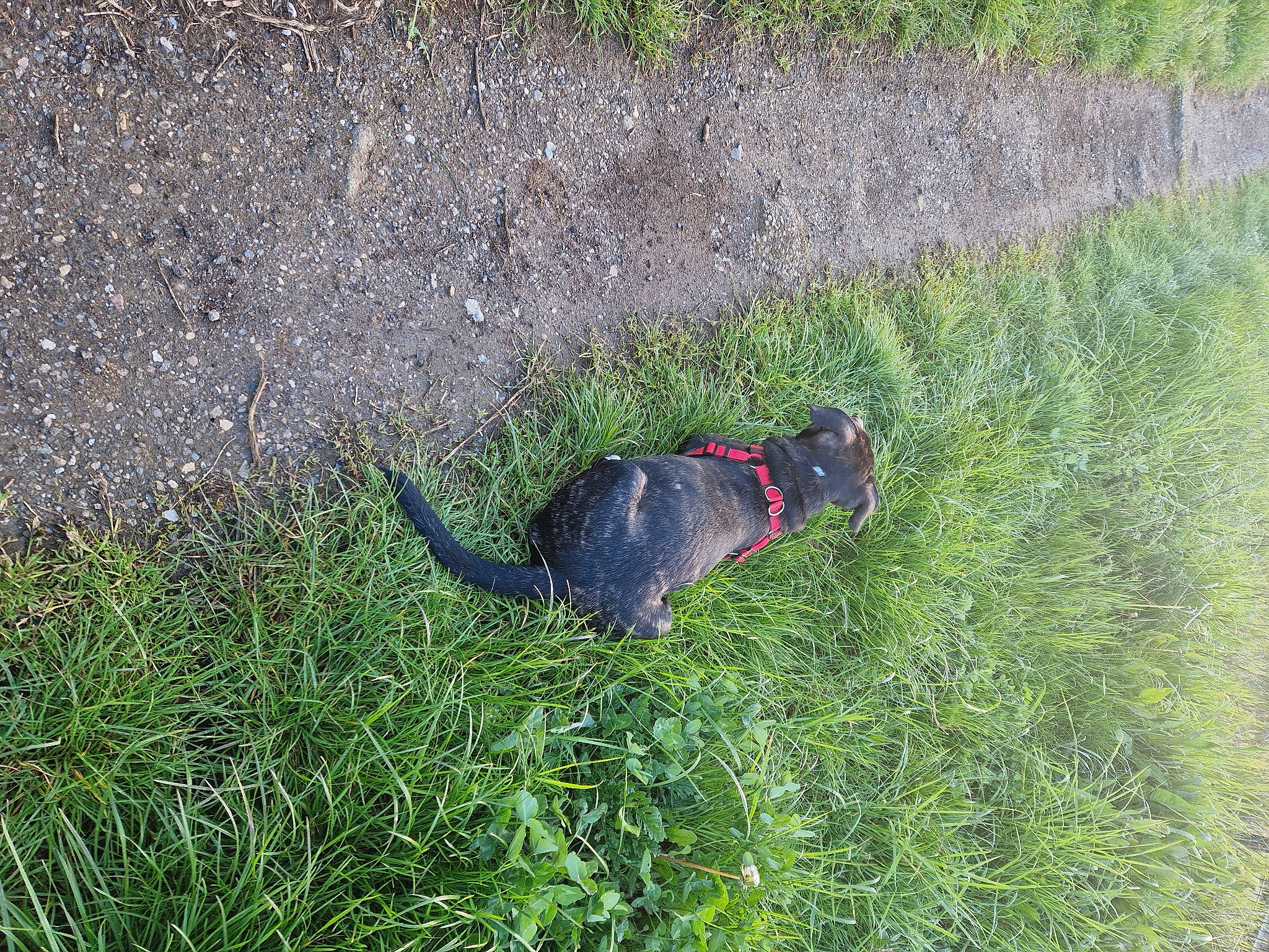 Chuck participe au concours pour gagner de l'argent avec cette photo : canidae, carnivore, dog_breed, felidae, grass, grassland, groundcover, plant, shadow, shrub, soil, sporting_group, tail, terrestrial_animal, tree