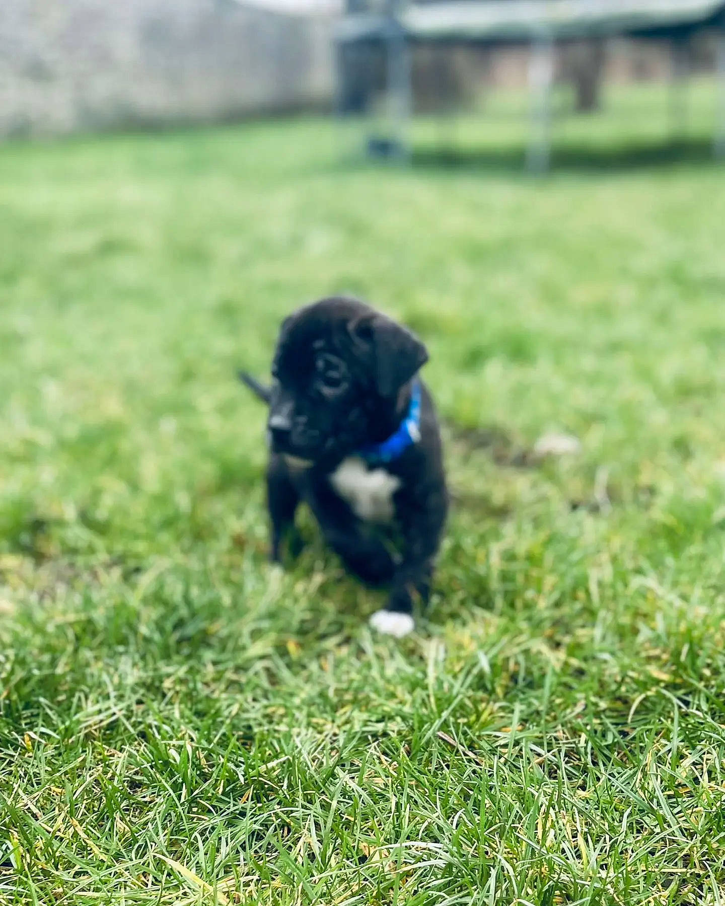 Chuck a rejoint le concours — aidez-le/la à gagner de superbes lots ! carnivore, companion_dog, dog, dog_breed, electric_blue, field, grass, grass_family, grassland, groundcover, herbaceous_plant, herding_dog, lawn, pasture, plant, prairie, soil, sporting_group, tail, working_animal