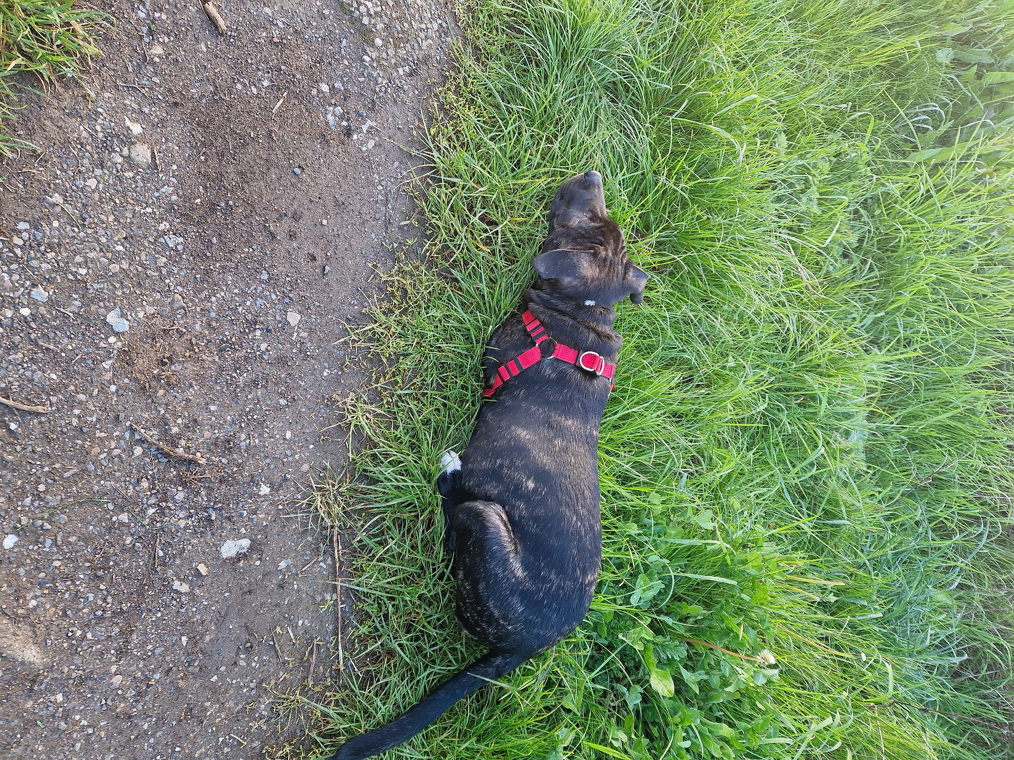 Chuck a rejoint le concours — aidez-le/la à gagner de superbes lots ! asphalt, canidae, carnivore, collar, dog, dog_breed, dog_collar, dog_supply, felidae, grass, groundcover, leash, pet_supply, plant, road_surface, shadow, shrub, small_to_medium_sized_cats, sporting_group, tail