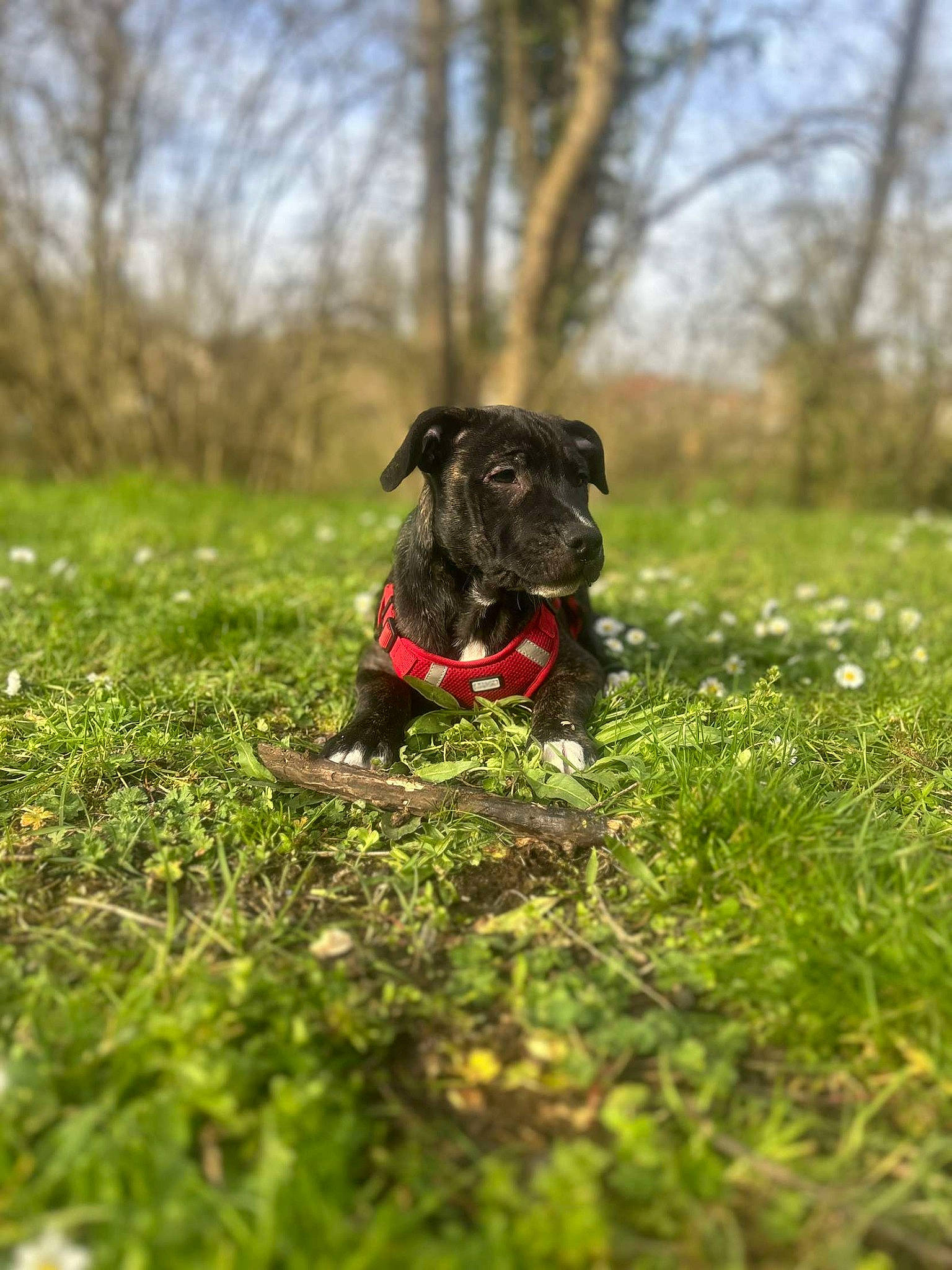 Chuck participe au concours pour gagner de l'argent avec cette photo : carnivore, companion_dog, dog, dog_breed, dog_collar, fawn, grass, grassland, groundcover, guard_dog, gun_dog, pasture, plant, retriever, sky, snout, soil, sporting_group, tree, working_animal