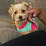 Pacha Blu is registered to the contest to win money with this photo: dog, pet, couch, indoor, hand, comfort, scruffy, small_dog, clothing, relaxing, fur, animal, companion, cute, friendly, domestic, resting, cozy, touch, casual