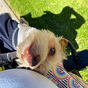 Pacha Blu joined the competition — help win amazing prizes! dog, close_up, outdoor, grass, harness, white_fur, curious, nose, eye, shadow, person, white_shirt, colorful_pattern, sunlight, puppy, pet, leash, hand, camera_shadow, background