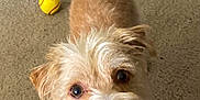 Pacha Blu joined the competition — help win amazing prizes! dog, pet, animal, carpet, toy, ball, playful, cute, fur, collar, indoor, small_dog, looking_up, tail, ears, nose, mouth, teeth, brown_fur, happy