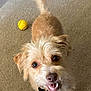 dog, pet, animal, carpet, toy, ball, playful, cute, fur, collar, indoor, small_dog, looking_up, tail, ears, nose, mouth, teeth, brown_fur, happy