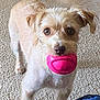 Pacha Blu is registered to the contest to win money with this photo: dog, pet, toy, pink, carpet, indoor, animal, playful, cute, fur, ears, eyes, mouth, nose, tail, standing, looking, scruffy, small_dog, companion