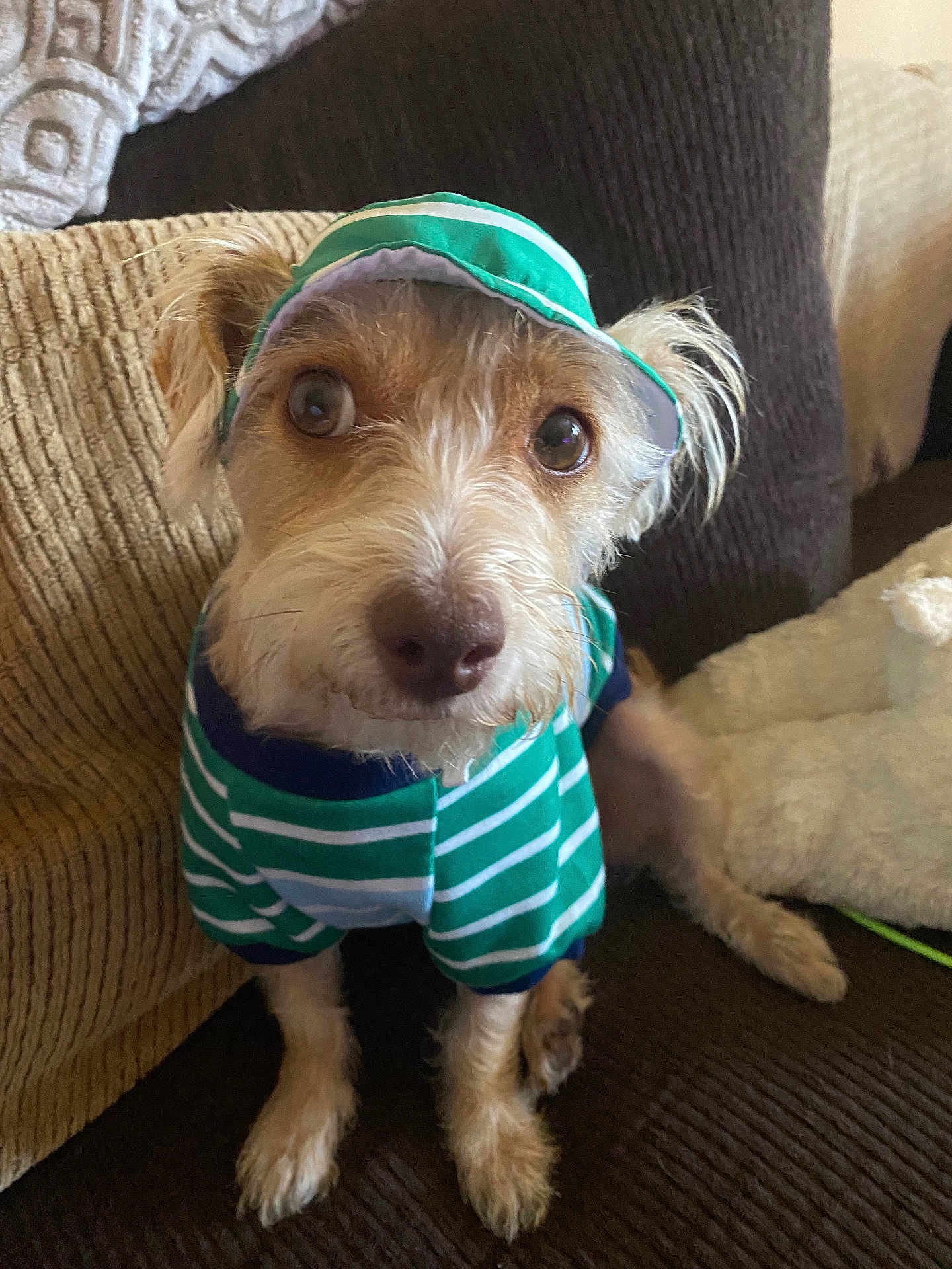 Pacha Blu is registered to the contest to win money with this photo: dog, pet, clothing, hat, striped, green, white, brown_couch, indoor, cute, small_dog, fur, ears, eyes, sitting, looking_up, portrait, cozy, furniture, animal