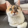 cat, animal, pet, calico, white_fur, orange_fur, gray_fur, green_eye, one_eyed_appearance, whiskers, ears, paw, lying_down, indoor, carpet, home, portrait, close_up, cozy, serious_expression