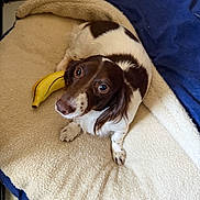 Bean is registered to the contest to win money with this photo: animal, banana_toy, bed, brown, cage, canine, cozy, cute, dog, ears, floor, furry, indoor, looking_up, pet, playful, resting, soft_bed, toy, white