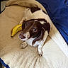 animal, banana_toy, bed, brown, cage, canine, cozy, cute, dog, ears, floor, furry, indoor, looking_up, pet, playful, resting, soft_bed, toy, white
